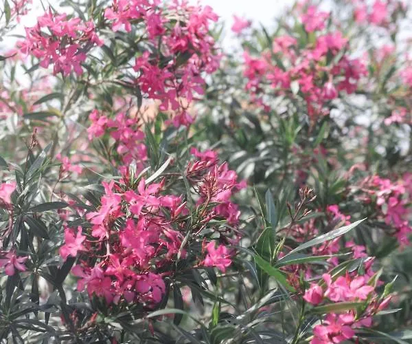 Sunny For 2 Apartman Murter