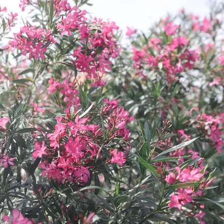 Sunny For 2 Apartamento Murter